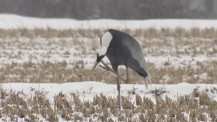 [영상] 눈 내리는 한탕강변의 두루미 / YTN
