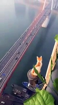 Ce chat n' a pas l'air effrayé sur ce pont gigantesque