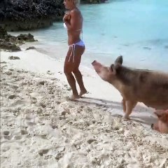 Le mannequin Michelle Lewin se fait pincer les fesses par un cochon
