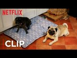 Lady Dynamite | Pugs Not Drugs | Netflix