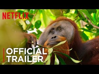 Our Planet | Official Trailer [HD] | Netflix