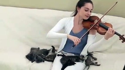 Elle berce des bébés chats au violon !