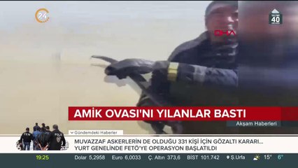 Amik Ovası'nı yılanlar bastı