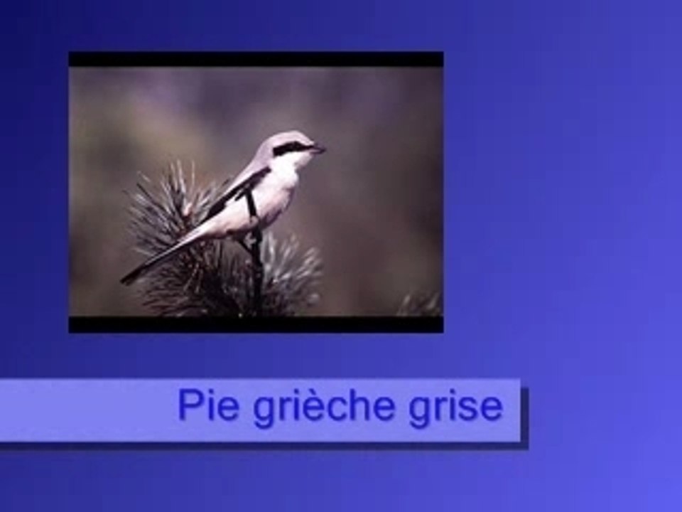 Pie grièche grise