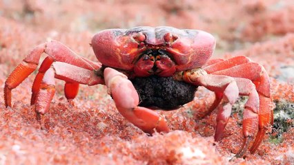 Female Crab Eats Young on the Run