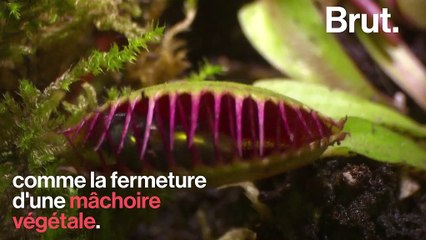 Comment les plantes carnivores dévorent-elles leurs proies ?