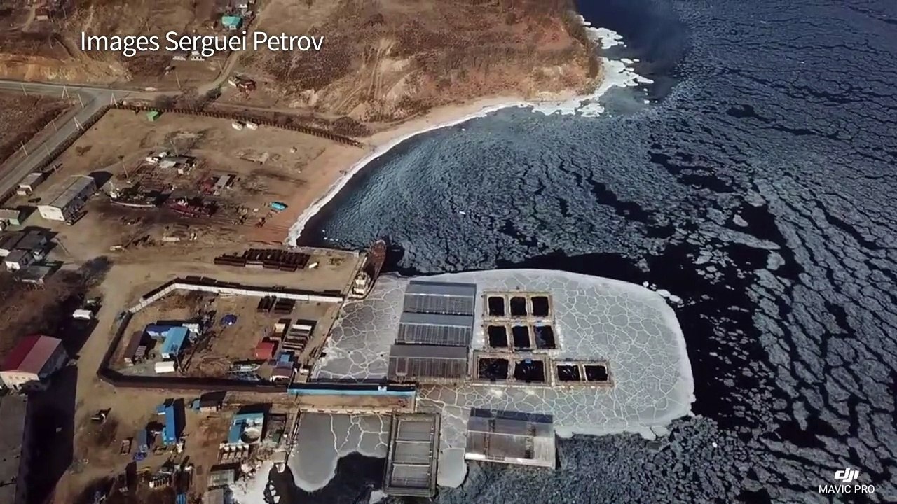 Russie:Greenpeace s'inquiète pour les mammifères marins captifs