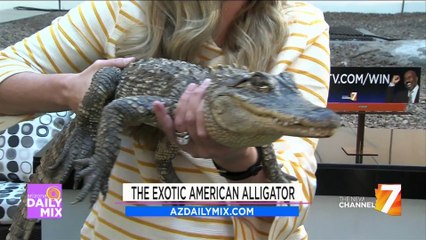 The Exotic American Alligator