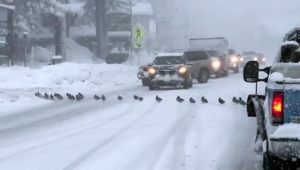 Des canards traversent la route et bloquent la circulation