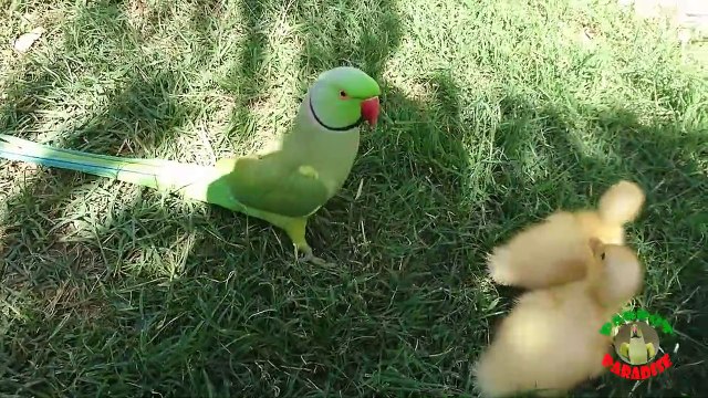 Ce perroquet très curieux découvre 2 poussins