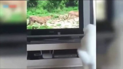 Funny animals | Funny and lovely animal #3 