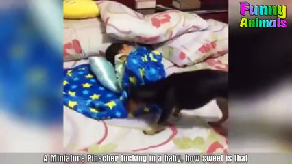 ♥Funniest Dogs Ever - Most Funny Puppies Compilation♥ Part (6)