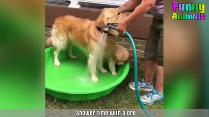 ♥Funniest Dogs Ever - Most Funny Puppies Compilation♥ Part (2)