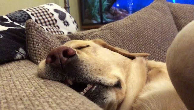 Sleeping Pooch Snores Loudly