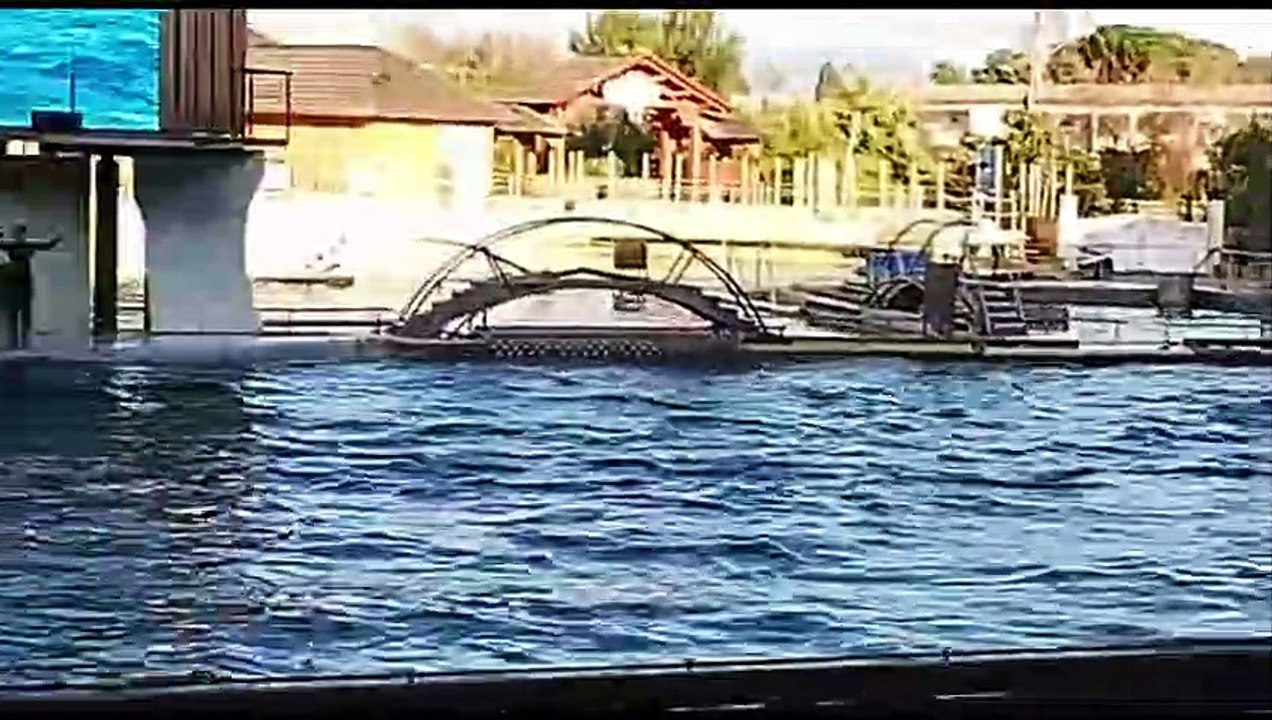 Spectacle d'orques au marineland