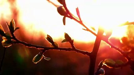 STANDAARD - Zonder Jou Aan Mijn Zij