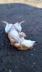 Red Dog Resting in Russia