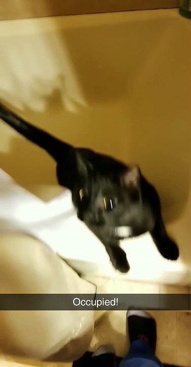 Cat in Bathtub Needs His Privacy