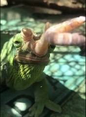 Closeup of Chameleon Snack Time