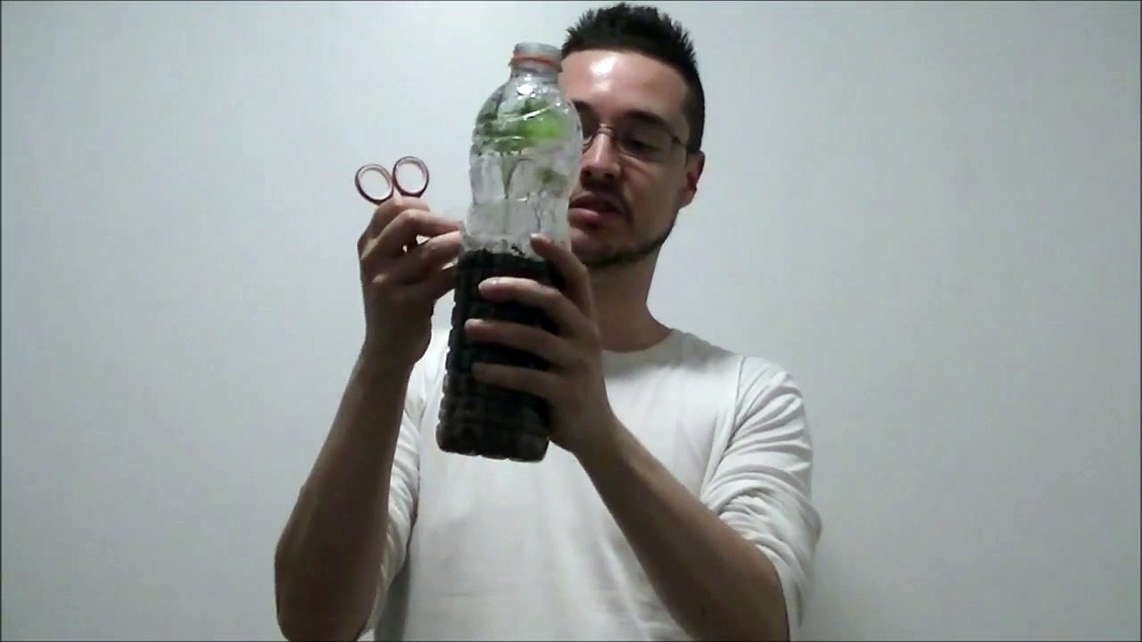 [FERME URBAINE] 28 mai 2017 (Physalis pruinosa)