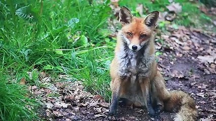 Sonic Lost World - Anuncio del nivel de Yoshi's Island