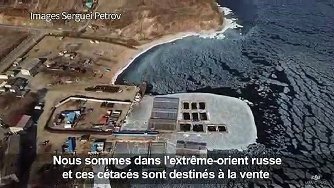 Russie:Greenpeace s'inquiète pour les mammifères marins captifs