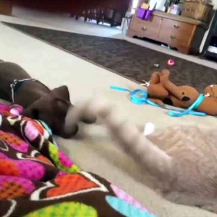 Funny video of cat fight with dog for food,, very amazing