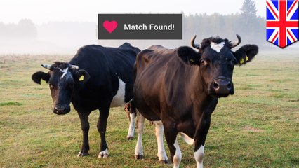 牛の出会い系アプリが酪農家の間で話題に - トモニュース