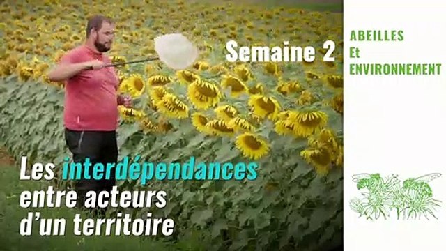 FUN-MOOC : Abeilles et environnement