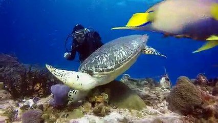 Cozumel Dive Trips - The Reefs of Cozumel