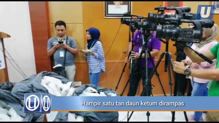 Hampir satu tan daun ketum dirampas