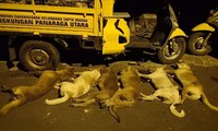 Antisipasi Rabies, Pemerintah Kota Mataram Tekan Populasi Anjing Liar