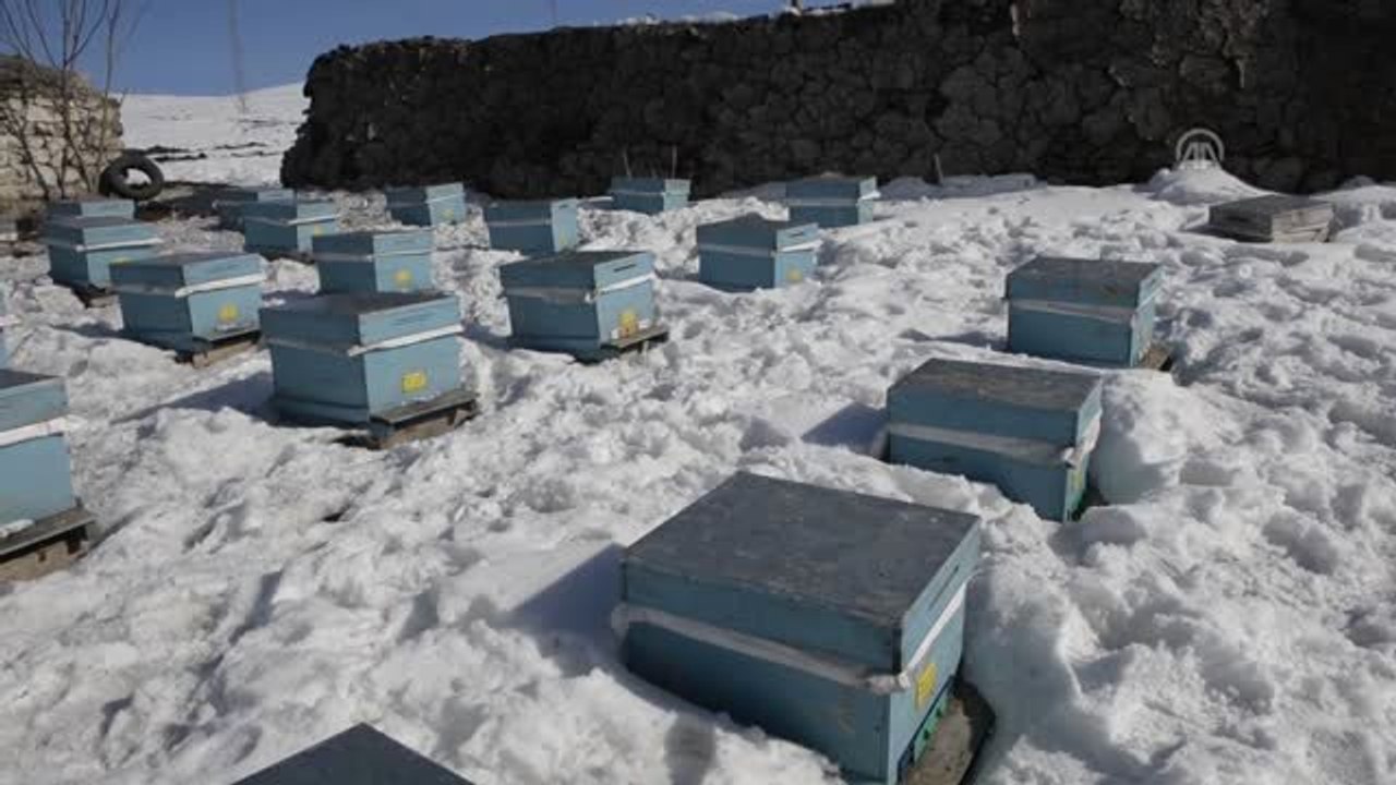 Kafkas Arısı" Kara Kışı Kar Altında Geçiriyor