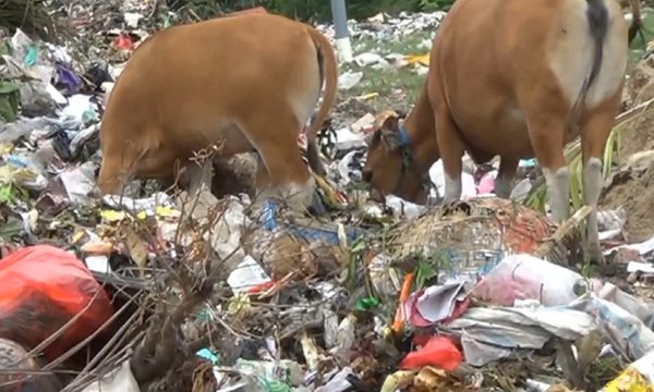 Ratusan Guru Honorer di Sorong Belum Digaji Selama 4 Bulan