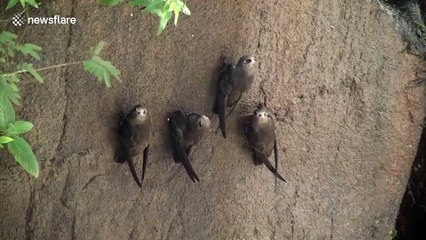 Shelter from the storm: Flock of waterfall birds cling onto rock face behind roaring torrent of water in Argentina