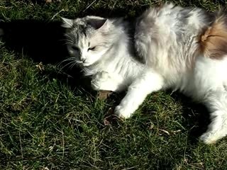 Le vent me joue des tours