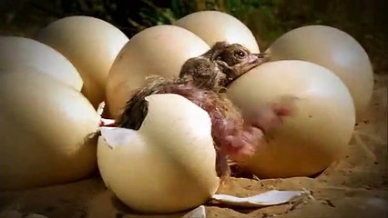 Deus Ex: Human Revolution - Anuncio