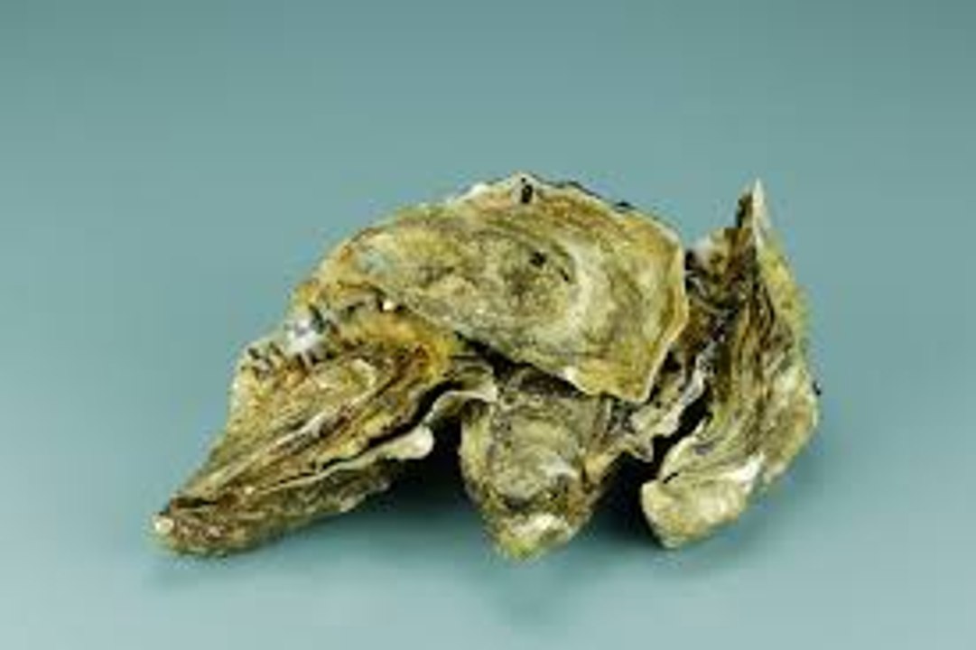 L’huître creuse, la Magallana Gigas, la Crassostrea Gigas