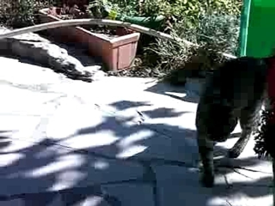 CHE le chat !!!