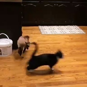 When baby Butters used to terrorize the cats