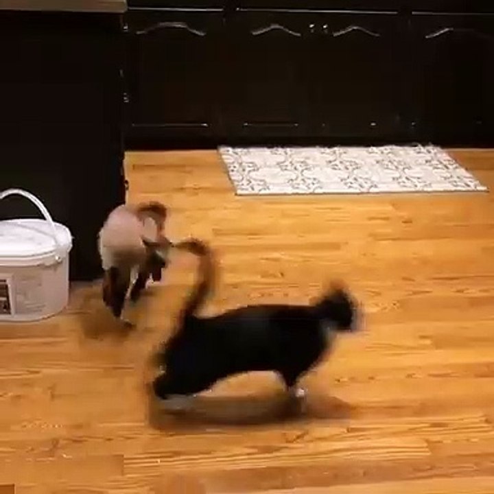 When baby Butters used to terrorize the cats 