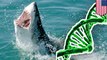 The great white shark's genome finally decoded