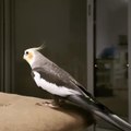 Adorable Cockatiel Sings Beautifully