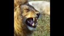 Sư Tử Cười Bá Đạo (Lion Laugh Hegemony) [ FreeVideoSource ™ - FVS ™ ]