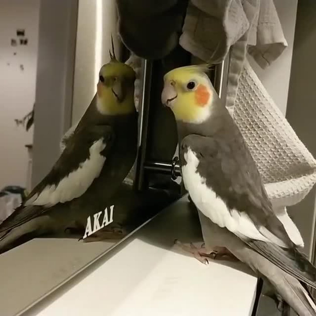 ⁣Cockatiel Bird Sings Beautiful Tune While Looking at Their Reflection