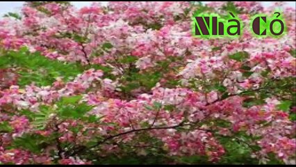 Audio đam mỹ: Nhiếp Chính Vương - Chương 66 - 69.