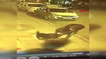 İzmir Rottweiler Cinsi Köpeğin Süs Köpeğine Saldırı Anı Güvenlik Kameralarına Yansıdı