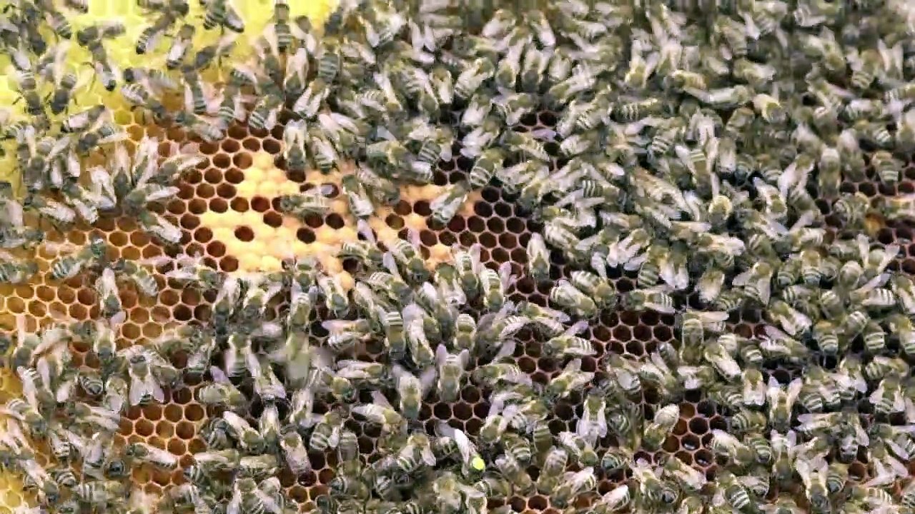 Bienensterben: Imker in Bayern für Umdenken bei der Agrarpolitik