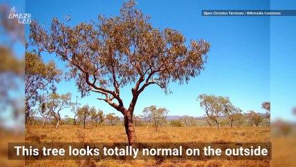 These Creepy Trees in Australia 'Bleed' When They're Cut Open