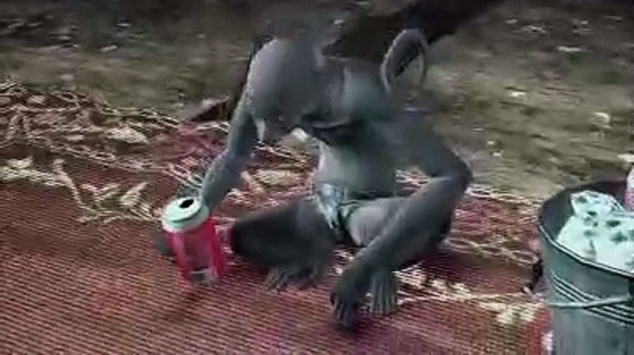 Metal Gear Solid 4 - TGS